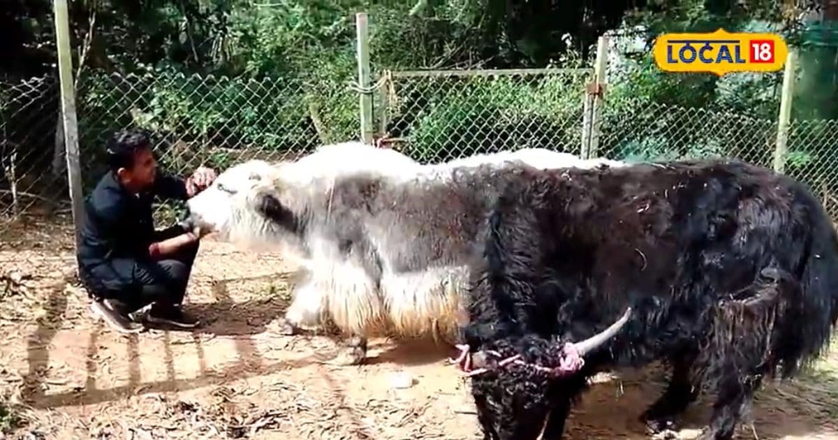 2619 किलोमीटर दूर से आया एक खास जानवर! हिमालय छोड़ याक कर्नाटक पहुंच गया