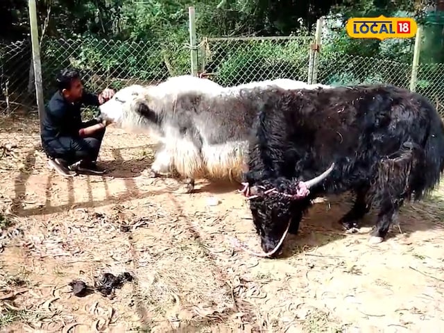 2619 किलोमीटर दूर से आया एक खास जानवर! हिमालय छोड़ याक कर्नाटक पहुंच गया