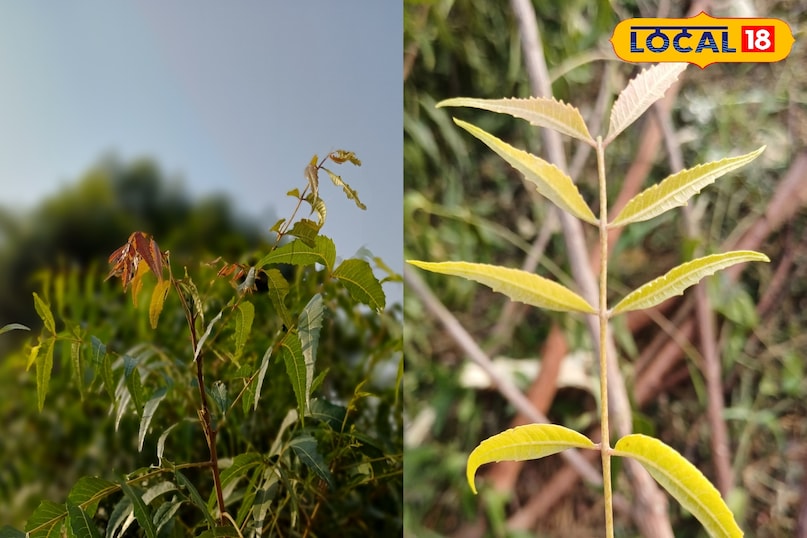 भरतपुर के लोगों का देसी नुस्खा — नीम की नरम पत्तियां बन रहीं सर्दियों की ढाल