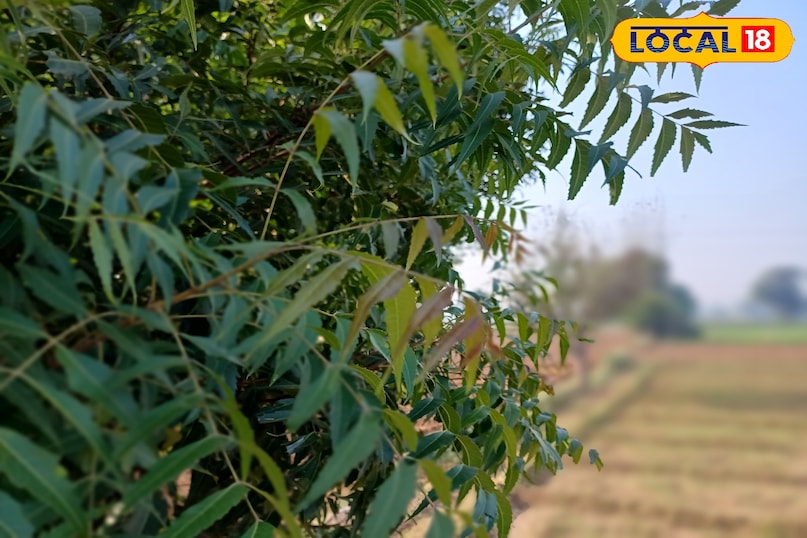 भरतपुर के लोगों का देसी नुस्खा — नीम की नरम पत्तियां बन रहीं सर्दियों की ढाल