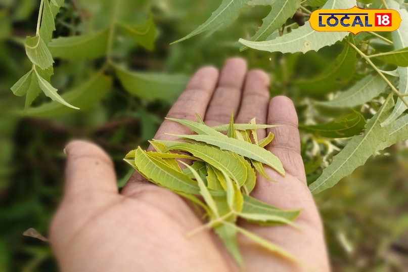 भरतपुर के लोगों का देसी नुस्खा — नीम की नरम पत्तियां बन रहीं सर्दियों की ढाल