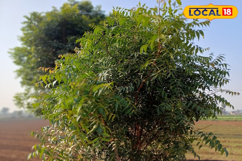 भरतपुर के लोगों का देसी नुस्खा — नीम की नरम पत्तियां बन रहीं सर्दियों की ढाल