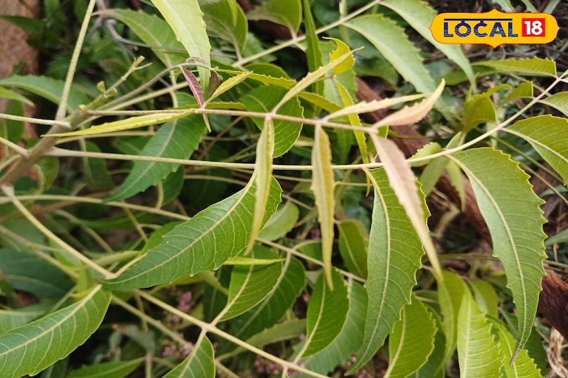 भरतपुर के लोगों का देसी नुस्खा — नीम की नरम पत्तियां बन रहीं सर्दियों की ढाल