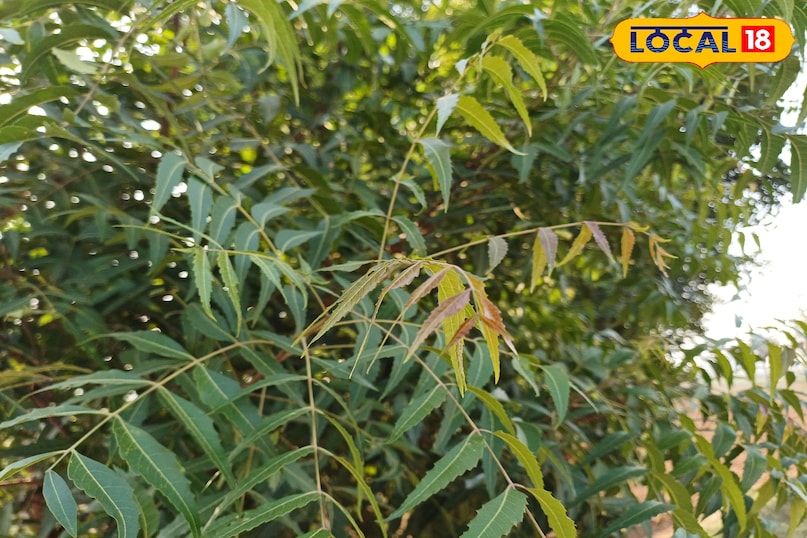 भरतपुर के लोगों का देसी नुस्खा — नीम की नरम पत्तियां बन रहीं सर्दियों की ढाल