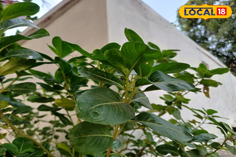 आयुर्वेद का छिपा खजाना: मंदिरों में दिखने वाला ये फूल करता है शुगर और ब्लड प्रेशर कंट्रोल