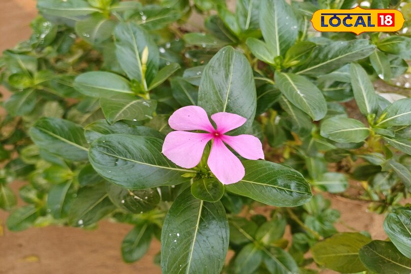 आयुर्वेद का छिपा खजाना: मंदिरों में दिखने वाला ये फूल करता है शुगर और ब्लड प्रेशर कंट्रोल
