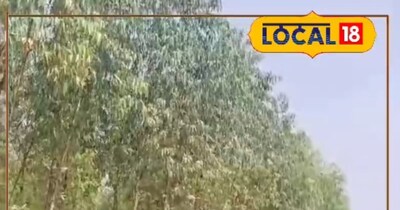 यूकेलिप्टस की खेती से मुनाफा 