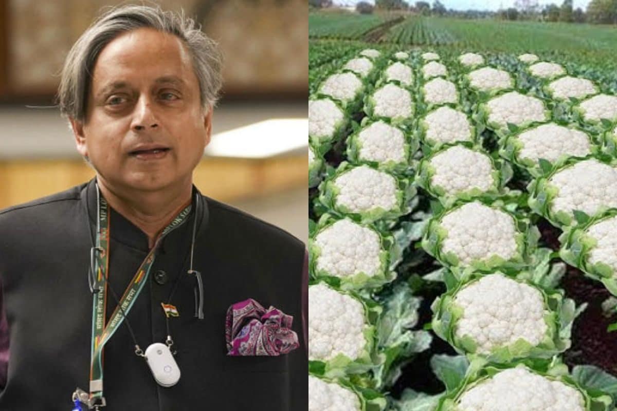 गोभी की खेती पर क्यों मचा घमासान शशि थरूर भी कूदे कहां से उठा विवाद