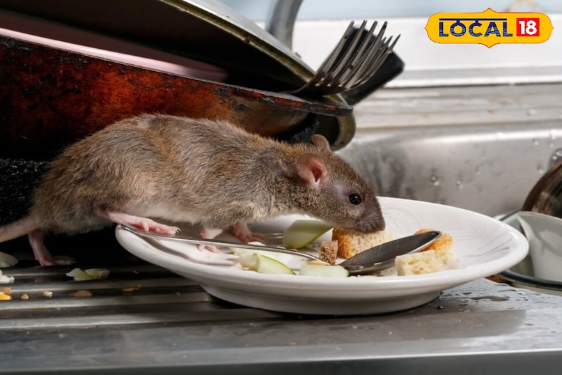 बिना ज़हर और दवा के, घरेलू नुस्खों से चूहों पर काबू!