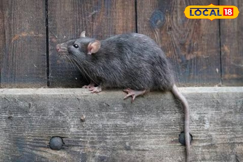 बिना ज़हर और दवा के, घरेलू नुस्खों से चूहों पर काबू!