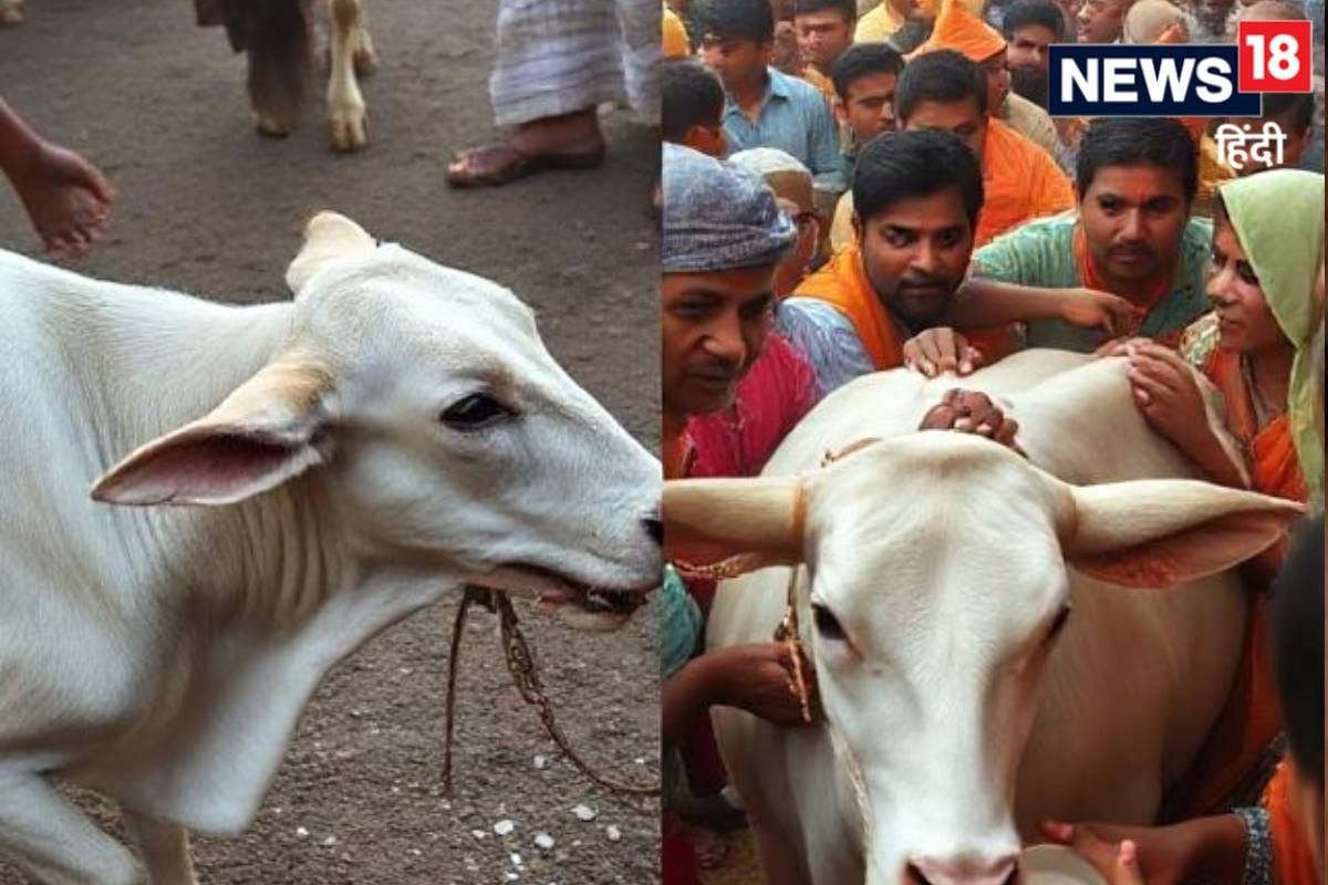 कुत्ते ने काटा तो मर गई गाय तब तक 70 लोगों ने पी लिया दूध अब क्या रेबीज सबमे