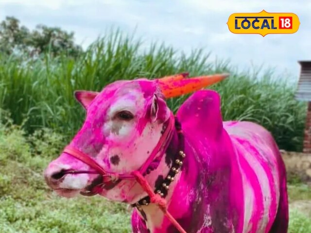 Even SIP and Stock will not give as much benefit as this bull gave! farmer becomes millionaire