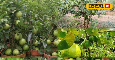 किचन गार्डन की देखभाल 