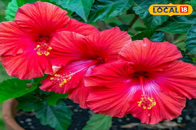 गुड़हल की क्रीम: बुढ़ापे को रोकने का प्राकृतिक तरीका गुड़हल की क्रीम: बुढ़ापे को रोकने का प्राकृतिक तरीका