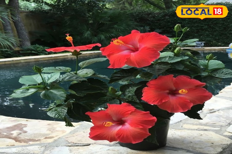 गुड़हल की क्रीम: बुढ़ापे को रोकने का प्राकृतिक तरीका गुड़हल की क्रीम: बुढ़ापे को रोकने का प्राकृतिक तरीका