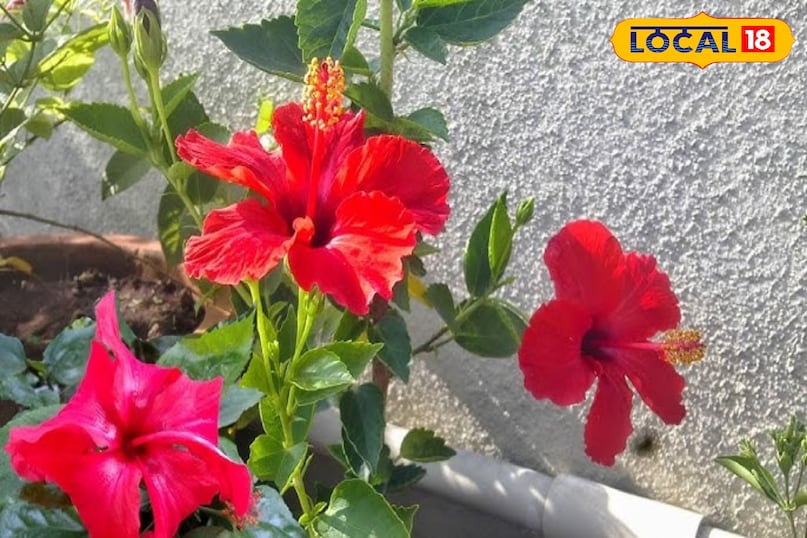 गुड़हल की क्रीम: बुढ़ापे को रोकने का प्राकृतिक तरीका गुड़हल की क्रीम: बुढ़ापे को रोकने का प्राकृतिक तरीका