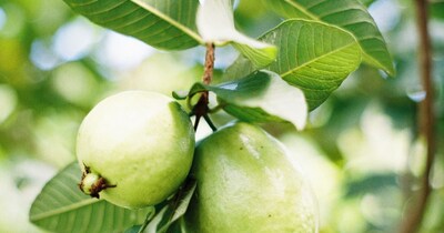 MP के किसानों को फलदार बगीचा लगाने पर 50% तक अनुदान: आय बढ़ाने की योजना