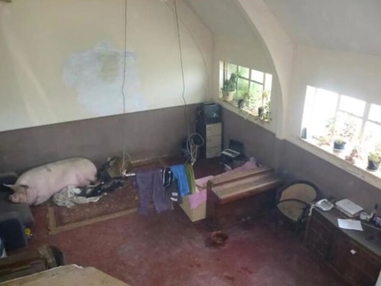 house pig inside