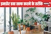 घर में एयर प्यूरिफायर नहीं, तो इन 5 आसान तरीकों से इनडोर हवा को रखें साफ !
