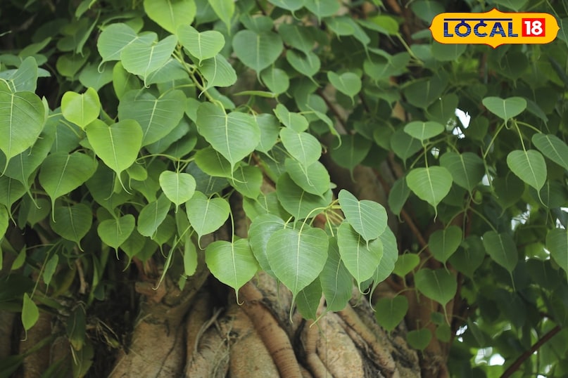 पीपल का पेड़: पूजा करने से पापों का नाश, डायबिटीज में रामबाण औषधि पीपल का पेड़: पूजा करने से पापों का नाश, डायबिटीज में रामबाण औषधि