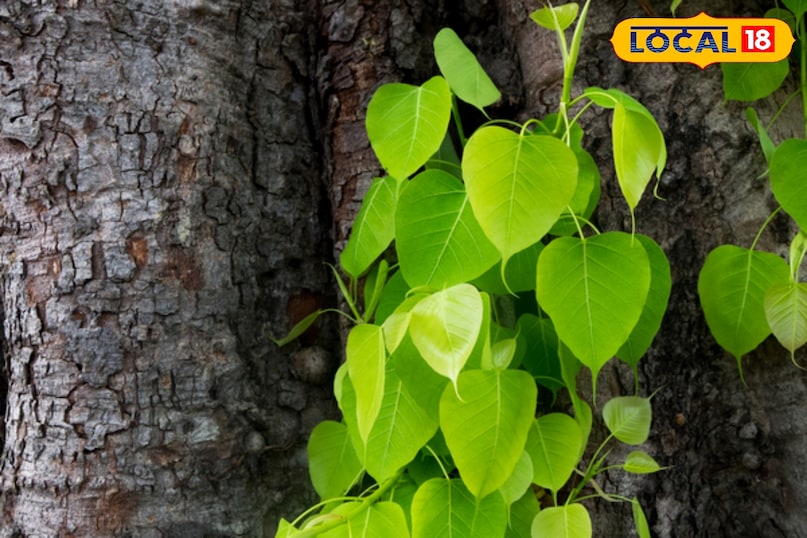 पीपल का पेड़: पूजा करने से पापों का नाश, डायबिटीज में रामबाण औषधि पीपल का पेड़: पूजा करने से पापों का नाश, डायबिटीज में रामबाण औषधि