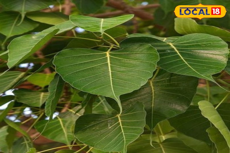 पीपल का पेड़: पूजा करने से पापों का नाश, डायबिटीज में रामबाण औषधि पीपल का पेड़: पूजा करने से पापों का नाश, डायबिटीज में रामबाण औषधि