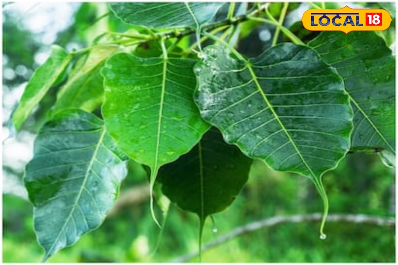 पीपल का पेड़: पूजा करने से पापों का नाश, डायबिटीज में रामबाण औषधि पीपल का पेड़: पूजा करने से पापों का नाश, डायबिटीज में रामबाण औषधि