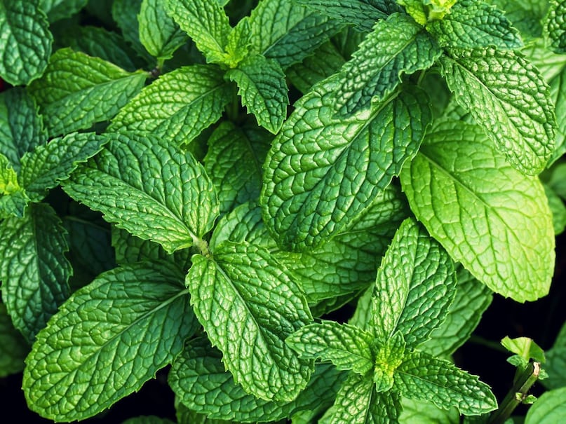 Summer Healthy Foods, Summer Hydration Tips, Watermelon Benefits in Summer, Best Foods for summer Season, Best Cooling Diet, गर्मियों में क्या खाना चाहिए, गर्मी में हाइड्रेशन कैसे सुधारें, ठंडक देने वाले फूड्स