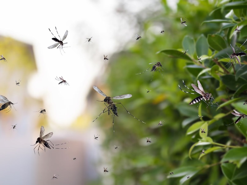mosquito in home
