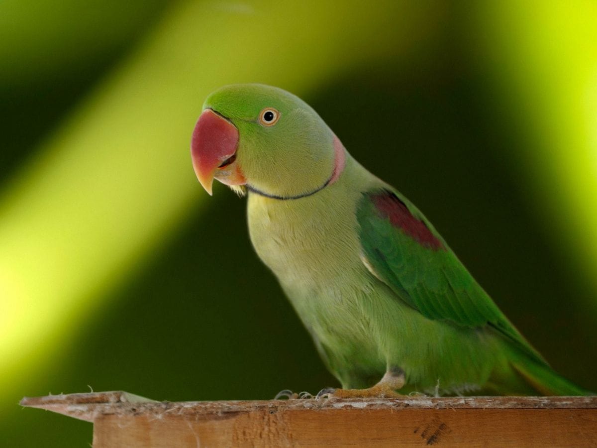 Parrot Vastu Tips Parrot Vastu Tips