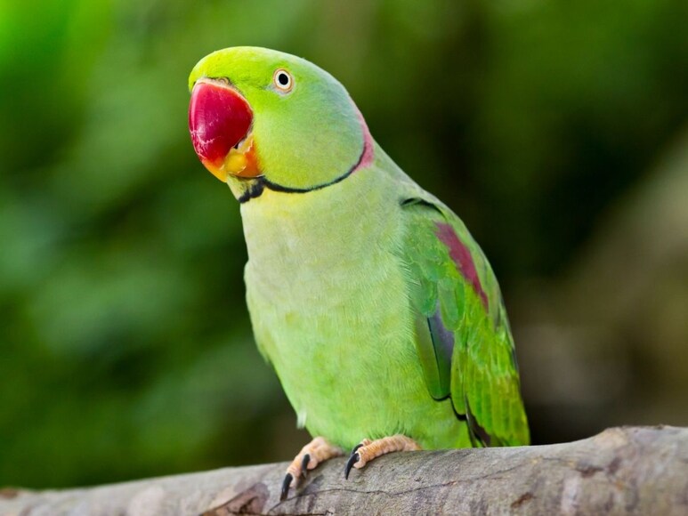 Parrot Vastu Tips