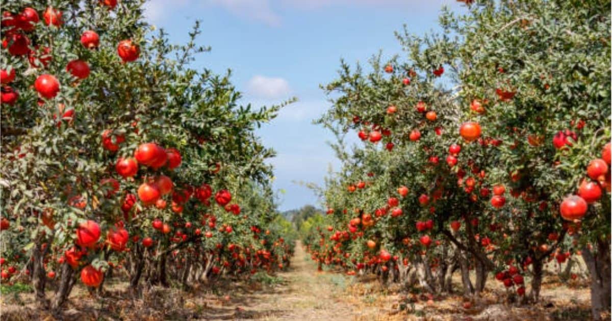 एक अनार और सौ बीमार, महाराष्‍ट्र में हुआ ऐसा कांड, किसान हैरान तो पुलिस परेशान, फिर भी नहीं मिल रहा ‘शैतान’ – pomegranates theft in Maharashtra farmers shock police clueless new agricultural crisis