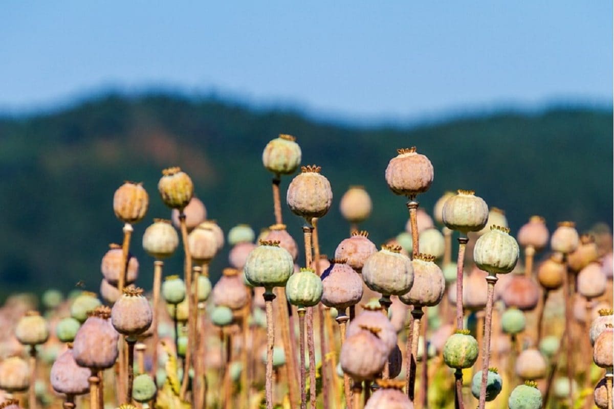 470 एकड़ में था सफेद सोने का भंडार असम राइफल्‍स और CRPF ने कर दिया खाक