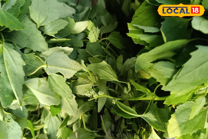 सर्दियों में घर पर उगाएं हरी सब्ज़ियाँ—कम समय में ज्यादा, पूरी तरह ऑर्गेनिक सर्दियों में घर पर उगाएं हरी सब्ज़ियाँ—कम समय में ज्यादा, पूरी तरह ऑर्गेनिक