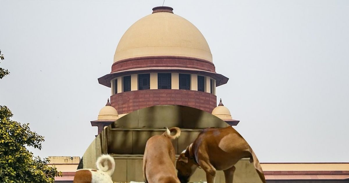 Live: हाईवे-सड़कों से तुरंत हटाएं आवारा कुत्ते-मवेशी... सुप्रीम कोर्ट का फैसला