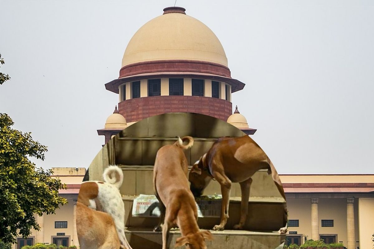 हाईवे और सड़कों से तुरंत हटाएं आवारा कुत्ते-मवेशी सुप्रीम कोर्ट का फैसला