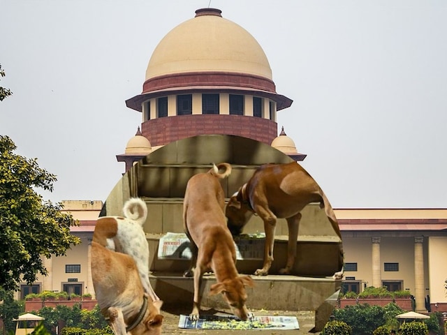 हाईवे और सड़कों से तुरंत हटाएं आवारा कुत्ते-मवेशी... सुप्रीम कोर्ट का फैसला