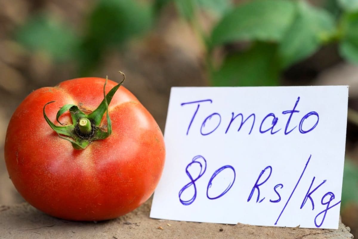दिल्ली में ₹80 KG पहुंचा टमाटर सरकार बेच रही ₹52 रुपये में कहां जानें