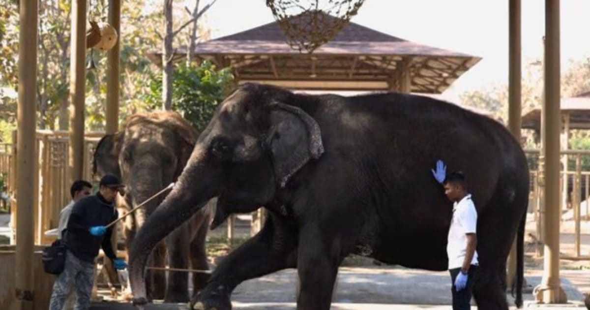 वनतारा को CITES की क्लीन चिट- न कोई गैरकानूनी इंपोर्ट, न कमर्शियल ब्रीडिंग