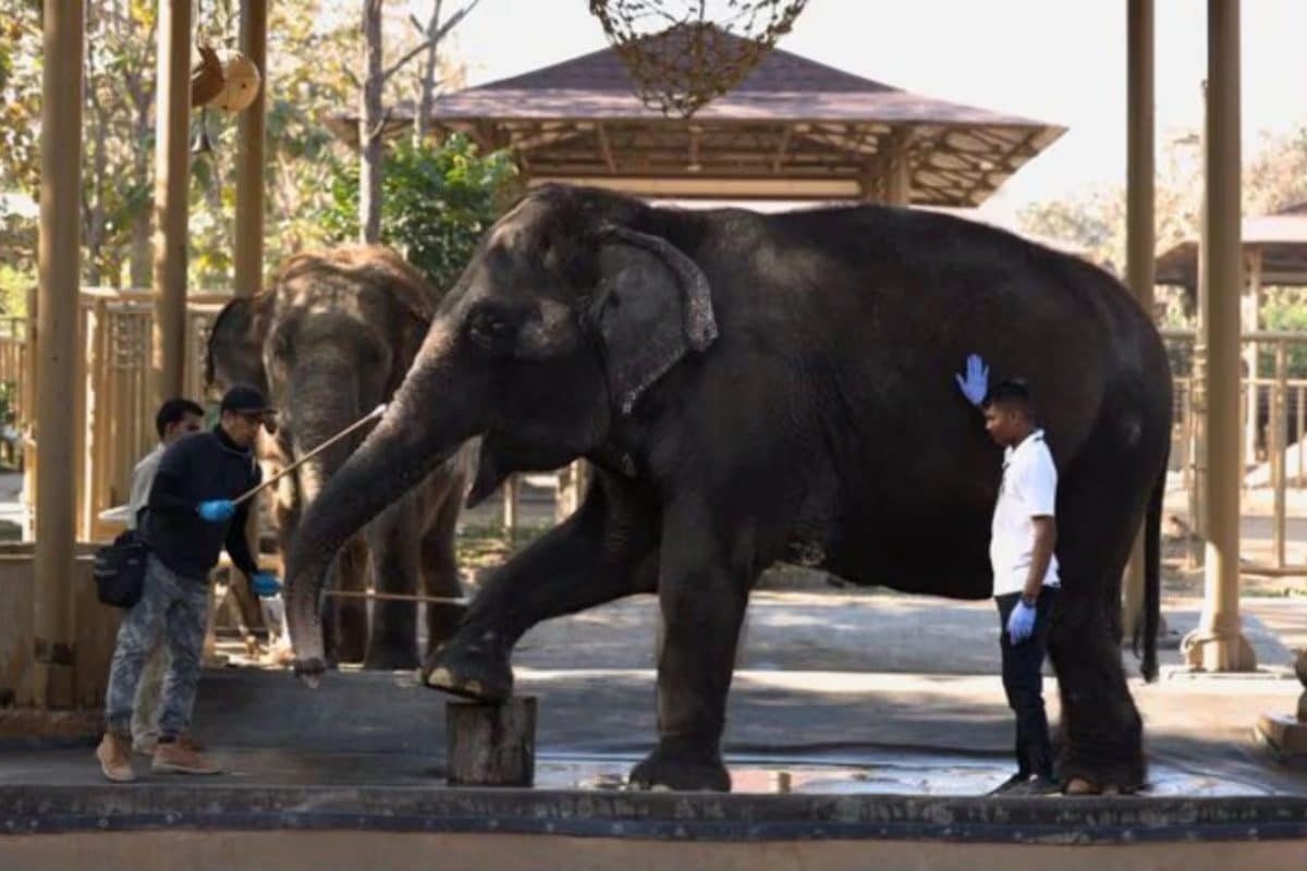 वनतारा को CITES की क्लीन चिट- न कोई गैरकानूनी इंपोर्ट न कमर्शियल ब्रीडिंग