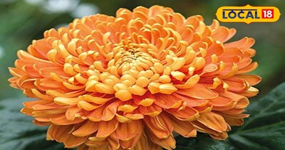 यह सभी फूल आपको अगले 4 महीने तक हल्की देखभाल करने पर फूलते रहेंगे. जबकि उन्होंने कहा की सर्दी सीजन में पौधों की देखरेख करने के लिए सबसे पहले और जरूरी काम या करना होता है कि जब कुहासा ज्यादा गिरता है तभी स्वच्छ पानी से इन पौधों की धुलाई कर दें और समय-समय पर सरसों वाली खल्ली पौधे की जड़ो में डालते रहें.