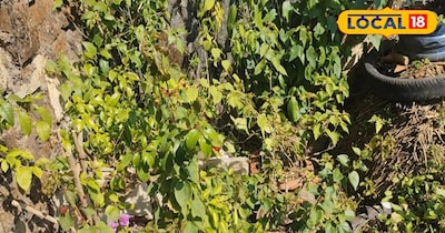 यह प्राकृतिक काम करेगा और इसके अलावा हर गमले में थोड़ा धनिया पत्ता और थोड़ा लहसुन डाल दीजिए. इससे कीड़ा नहीं लगेगा. यह प्राकृतिक कीटनाशक का काम करता है और थोड़ा-थोड़ा नीम का तेल भी डाल दीजिए. बस आप इतना ही कर लीजिए. फिर देखिए, आपको हर दिन कितना बढ़िया सब्जी देखने को मिलेगी.