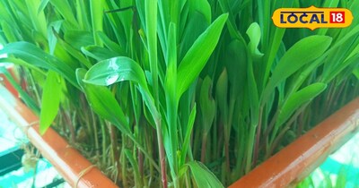 बरसीम में लगभग 20 प्रतिशत तक प्रोटीन पाया जाता है. इसके अलावा इसमें फास्फोरस और कैल्शियम की भी पर्याप्त मात्रा होती है, जो दुधारू पशुओं की हड्डियों को मजबूत बनाने के साथ-साथ दूध उत्पादन बढ़ाने में मदद करती है. यही वजह है कि इसे भारत में रवि मौसम की सर्वोत्तम चारा फसलों में गिना जाता है.