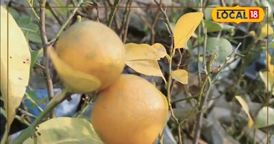 दरभंगा के वाटिका नर्सरी के कर्ता धर्ता मोहम्मद इमरान अंसारी बताते हैं कि यह नींबू चाय के लिए काफी काम आता है और गैस के मरीजों के लिए भी काफी फायदेमंद है. सुबह के समय में आप इसे खाली पेट लेते हैं तो आपको गैस की समस्या नहीं होगी. 