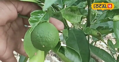 इस पर जानकारी देते हुए किसान मनोज कुमार झा बताते हैं कि यह वियतनाम मौसमी है. यह वियतनाम की वैरायटी है बिहार में इसकी अच्छी पैदावार हो रही है. यही देखकर के इसके लगभग 150 पेड़ हमने लगाएं हैं. पिछली बार भी इससे अच्छी आमदनी हुई थी. 