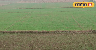 एक्सपर्ट की माने तो जिन किसानों ने मगध के क्षेत्र में एचडी 2967 किस्म के गेहूं की वैरायटी लगाए हैं उन किसानों के लिए एक जरूरी सलाह यह है कि अभी 20 से 25 दिन जिस प्रकार से बीते हैं किसानों को खेत में कुछ दवाई का छिड़काव करना जरूरी है. इससे बीड्स का कंट्रोल अच्छे से हो जाएगा और फसल की बाली मजबूत होगी.