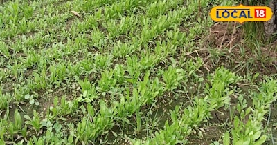 अब ऐसा नहीं होगा, यदि किसान थोड़ा सा आधुनिकता की ओर बढ़े और कृषि वैज्ञानिकों की सलाह से खेती करें तो यह खेती लाभकारी सिद्ध हो सकती है. कम खेत है तब भी किसान अच्छी खासी कमाई कर सकते हैं. इस बारे में जहानाबाद के किसानों को कृषि विज्ञान केंद्र गंधार के सोयल एक्सपर्ट वर्षा कुमारी ने कुछ जरूरी सलाह दी है. यदि किसान एक्सपर्ट की बताई बातों को मानते हैं तो काफी फायदा मिल सकता है.