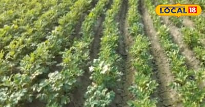 इससे पौधों की मजबूती बढ़ती है और ठंड का असर कम होता है. अगर किसान इन सरल उपायों को अपनाते हैं, तो दिसंबर की ठंड आलू की फसल का दुश्मन नहीं, बल्कि विकास का अवसर बन सकती है.