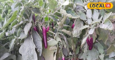 वैज्ञानिकों ने सलाह दी है कि नर्सरी और सब्जी वाली फसलों को संभव हो तो लो-कॉस्ट पॉली टनल में उगाया जाए, ताकि ठंडी हवा और पाले से पौधों की सीधी टक्कर न हो. खुले खेतों में लगी फसलों को पाले से बचाने के लिए किसान पॉलिथीन या पुआल का उपयोग कर सकते हैं. रात के समय क्यारियों को ढक देने से तापमान संतुलित रहता है और पाले का असर कम होता है.