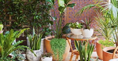 Vastu: Avoid these 5 plants at home to prevent misfortune.